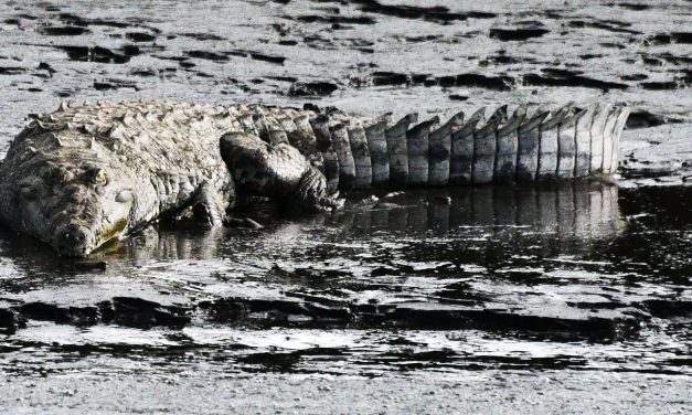 20231207 – Puntarenas, Costa Rica