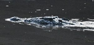 20231201 - Los Angeles to Buenos Aires on Sapphire Princess