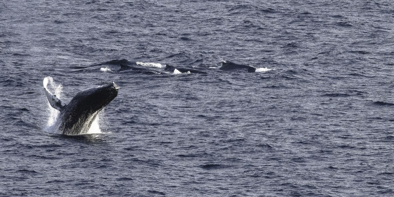 20231226-28 – Antarctica