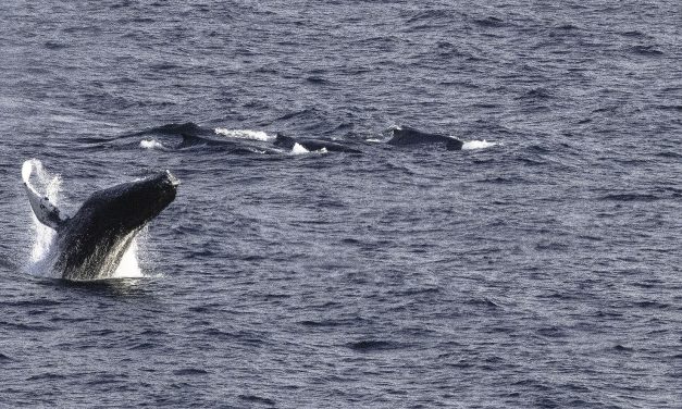 20231226-28 – Antarctica