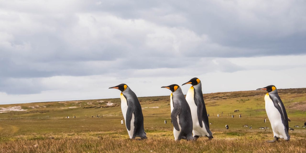 20231231 – Islas Malvinas (Falkland Islands)