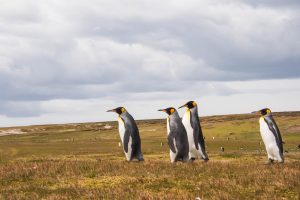 20231231 - Islas Malvinas (Falkland Islands)