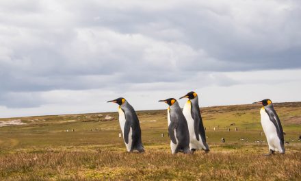 20231231 – Islas Malvinas (Falkland Islands)