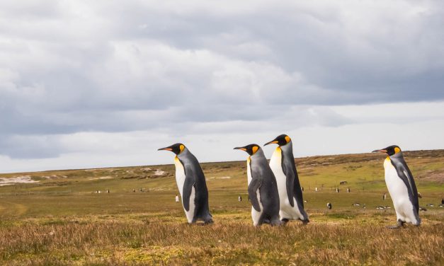 20231231 – Islas Malvinas (Falkland Islands)