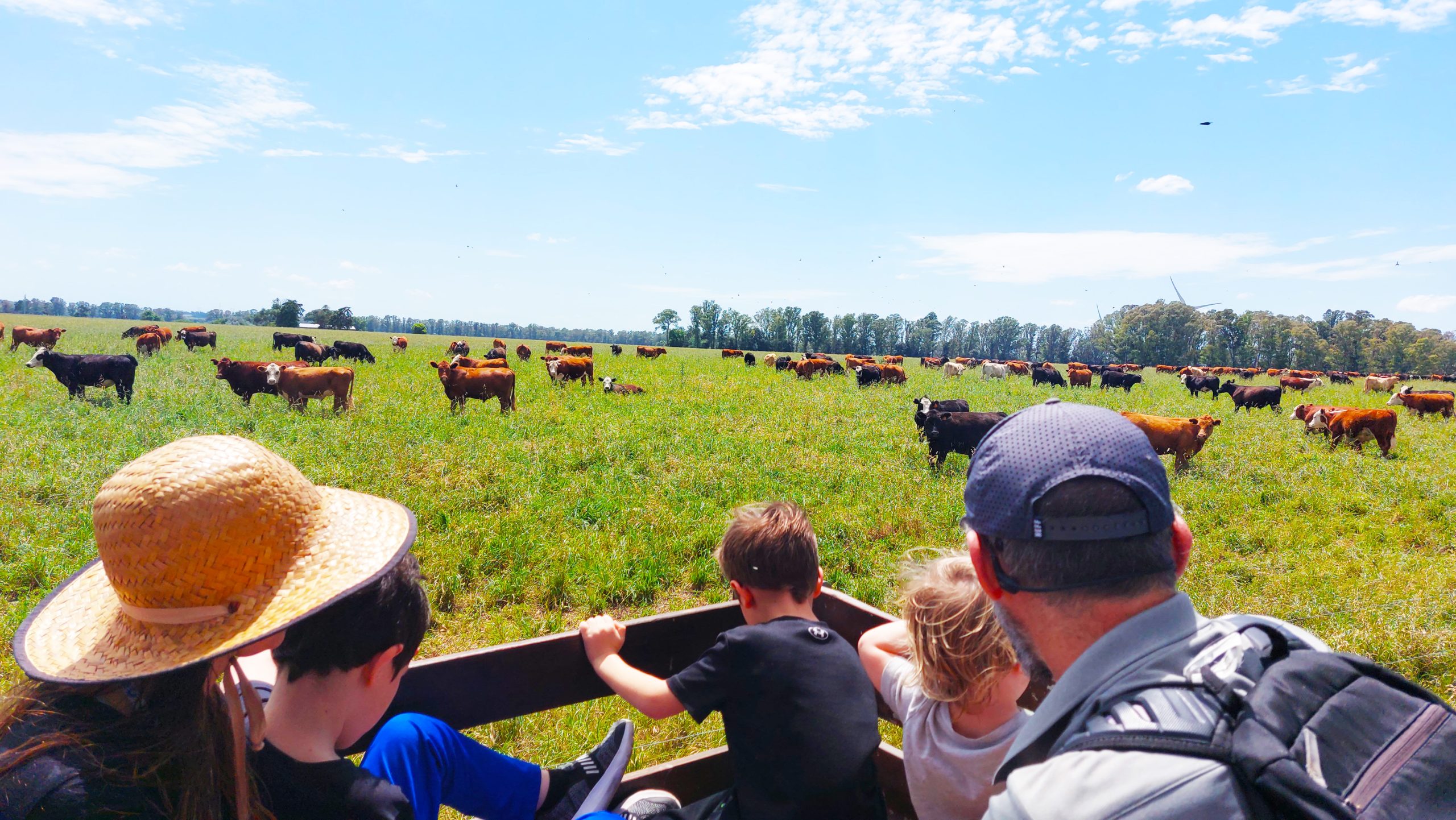 Cattle grazing at the ranch, Montevideo