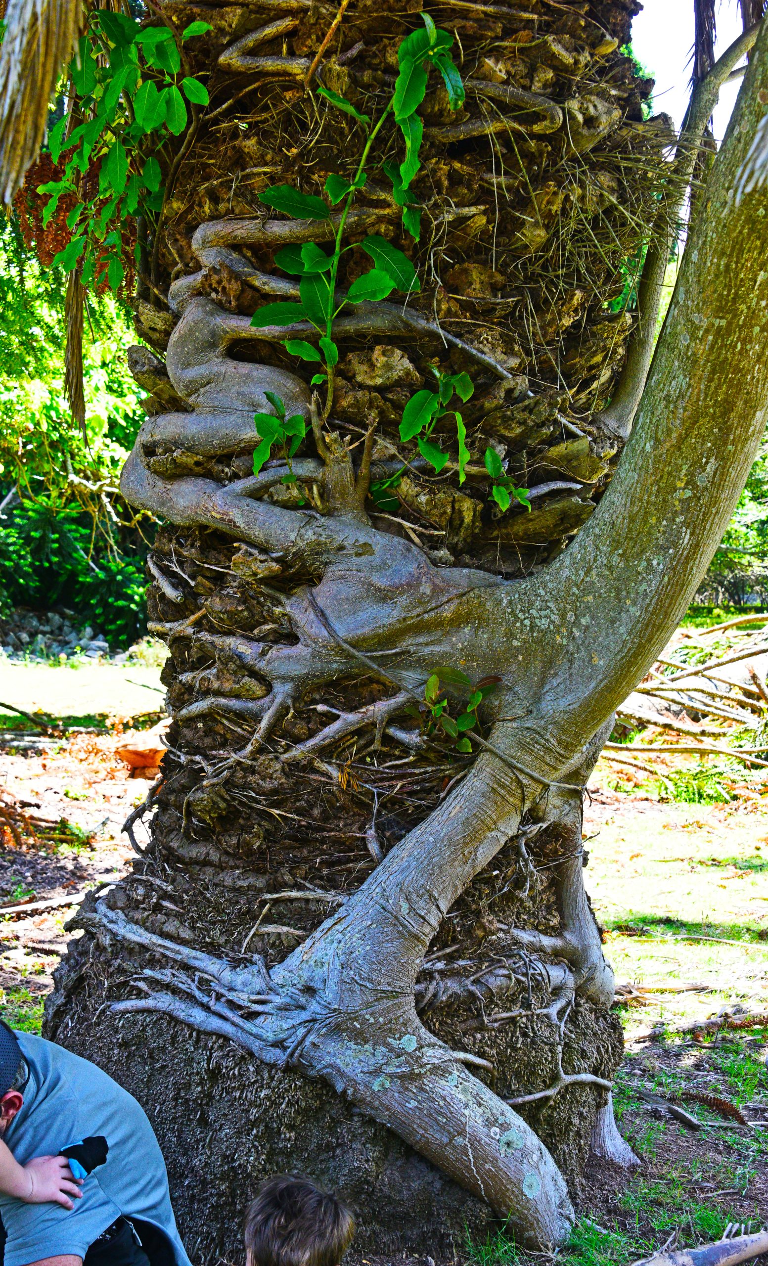 Tree growing on a tree<br />
Montevideo